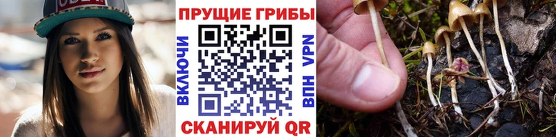 Псилоцибиновые грибы Psilocybe  где купить   Дмитриев 